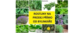 živé bylinky na prodej eshop olomouc prostějov přerov šternberk brno