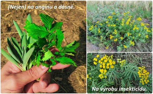 sber zlatobylu salveje repiku a vratice v srpnu