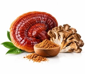 medicinalni-houby-icon