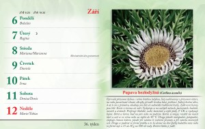 bylinkovy-kalendar-2027-39