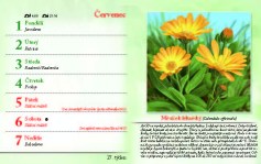 kalendar-lecive-bylinky-2024_Stránka_29