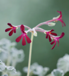 pelargonie-sidonska-tinktura-bylinne-kapky-3